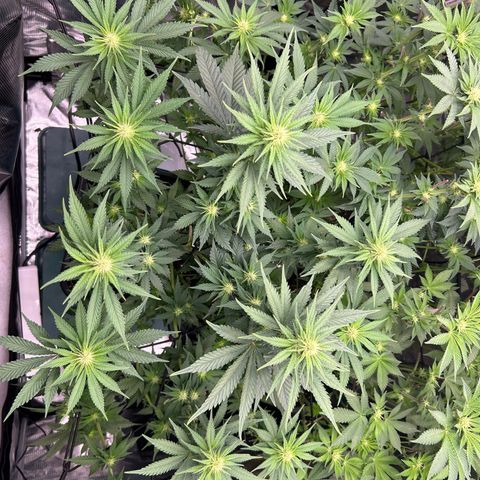 White Gorilla Haze #2 growlog timeline photo