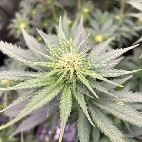 White Gorilla Haze #2 growlog timeline photo