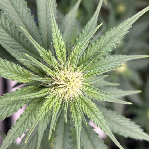 White Gorilla Haze #2 growlog timeline photo