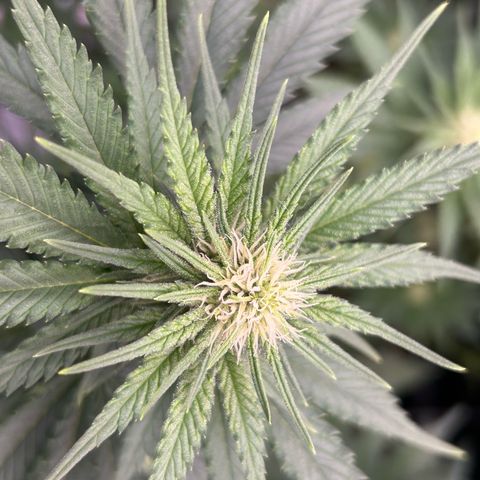 White Gorilla Haze #2 growlog timeline photo