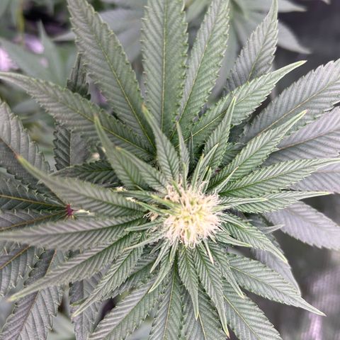 Lemon Orange 🍊 Super Lemon Haze x Clementine growlog timeline photo