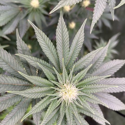 Lemon Orange 🍊 Super Lemon Haze x Clementine growlog timeline photo