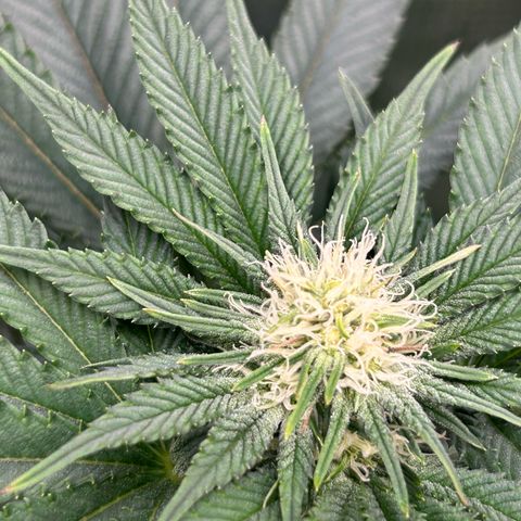 Lemon Orange 🍊 Super Lemon Haze x Clementine growlog timeline photo