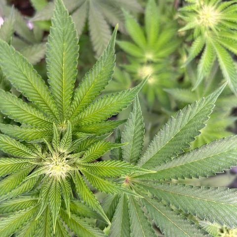 Persian Pie growlog timeline photo