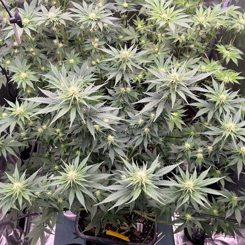 White Gorilla Haze #2 growlog timeline photo