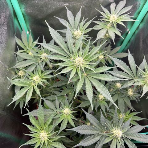 Dark Phoenix growlog timeline photo