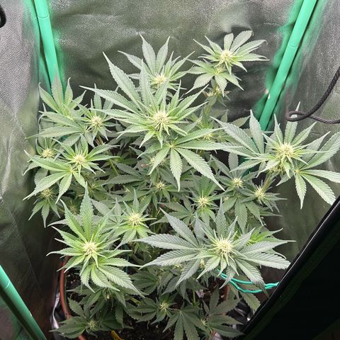 Dark Phoenix growlog timeline photo