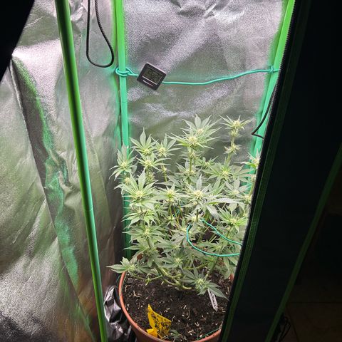 Dark Phoenix growlog timeline photo