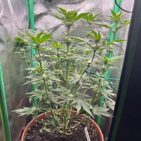 Dark Phoenix growlog timeline photo