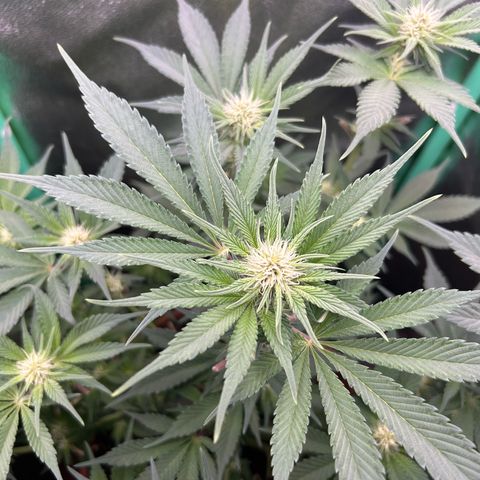 Dark Phoenix growlog timeline photo