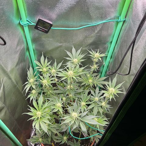 Dark Phoenix growlog timeline photo