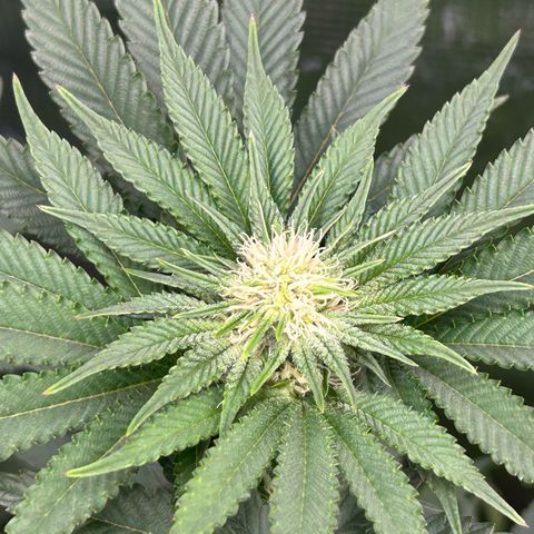 Lemon Orange 🍊 Super Lemon Haze x Clementine growlog timeline photo