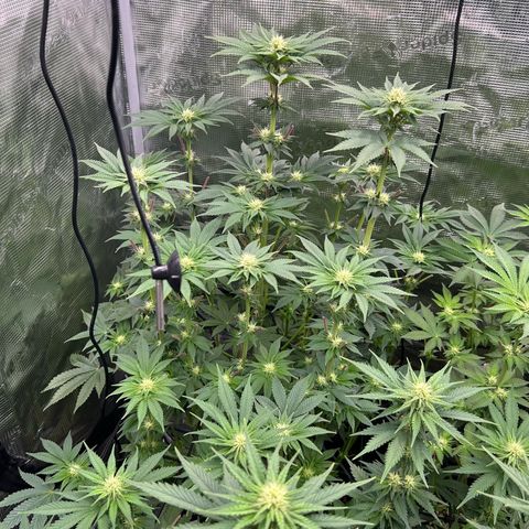 Lemon Orange 🍊 Super Lemon Haze x Clementine growlog timeline photo