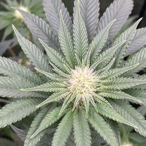 Lemon Orange 🍊 Super Lemon Haze x Clementine growlog timeline photo