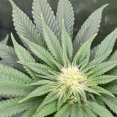 Lemon Orange 🍊 Super Lemon Haze x Clementine growlog timeline photo