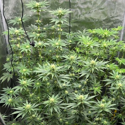 White Gorilla Haze #2 growlog timeline photo