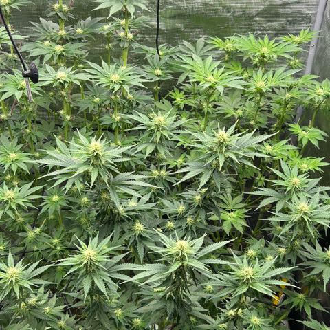 White Gorilla Haze #2 growlog timeline photo