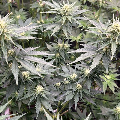 White Gorilla Haze #2 growlog timeline photo