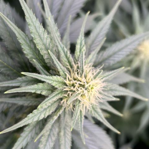 White Gorilla Haze #2 growlog timeline photo