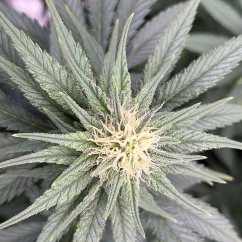White Gorilla Haze #2 growlog timeline photo