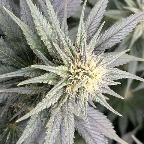 White Gorilla Haze #2 growlog timeline photo