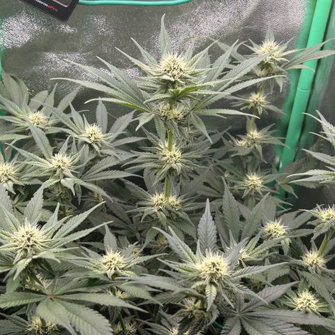 Dark Phoenix growlog timeline photo