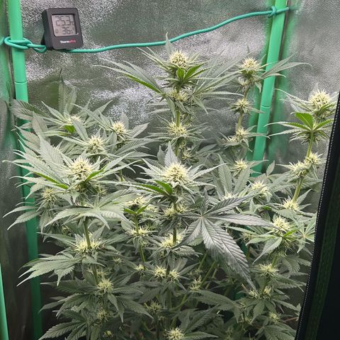 Dark Phoenix growlog timeline photo