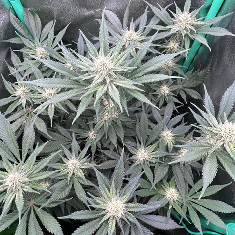 Dark Phoenix growlog timeline photo