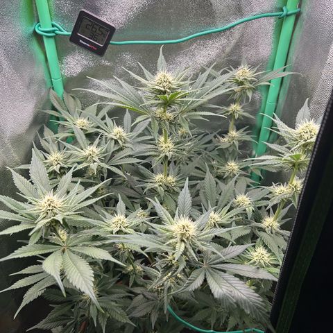 Dark Phoenix growlog timeline photo