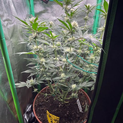 Dark Phoenix growlog timeline photo