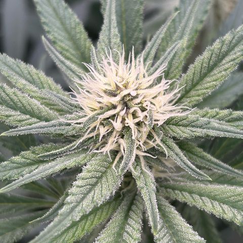 Dark Phoenix growlog timeline photo