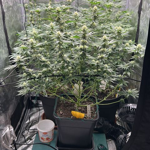 Lemon Orange 🍊 Super Lemon Haze x Clementine growlog timeline photo