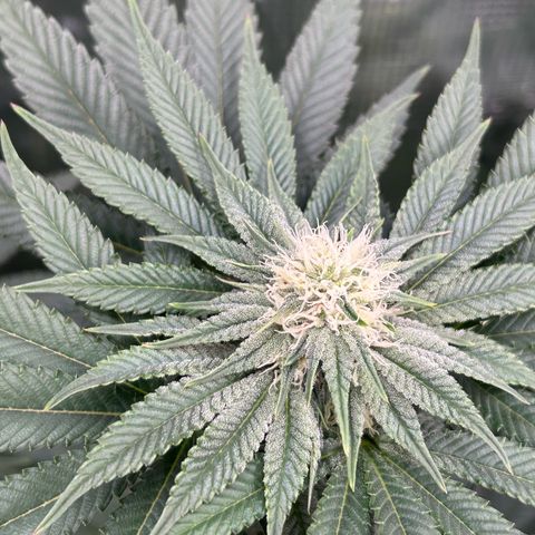 Lemon Orange 🍊 Super Lemon Haze x Clementine growlog timeline photo