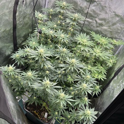 Lemon Orange 🍊 Super Lemon Haze x Clementine growlog timeline photo
