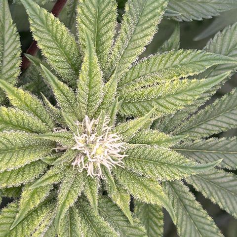 Persian Pie growlog timeline photo