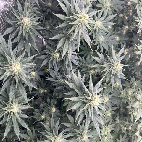 White Gorilla Haze #2 growlog timeline photo