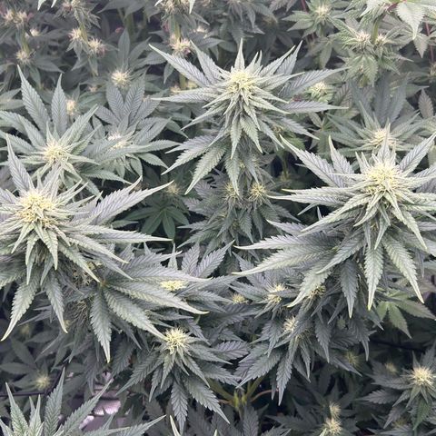 White Gorilla Haze #2 growlog timeline photo