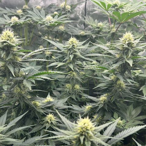White Gorilla Haze #2 growlog timeline photo