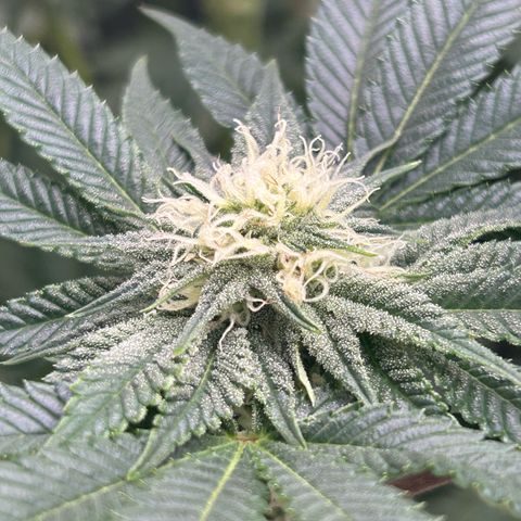 Lemon Orange 🍊 Super Lemon Haze x Clementine growlog timeline photo