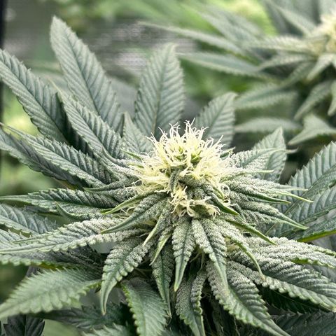 Lemon Orange 🍊 Super Lemon Haze x Clementine growlog timeline photo