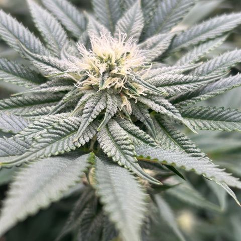 Lemon Orange 🍊 Super Lemon Haze x Clementine growlog timeline photo