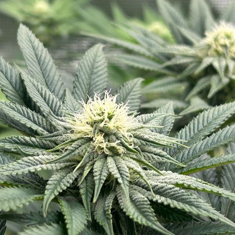Lemon Orange 🍊 Super Lemon Haze x Clementine growlog timeline photo
