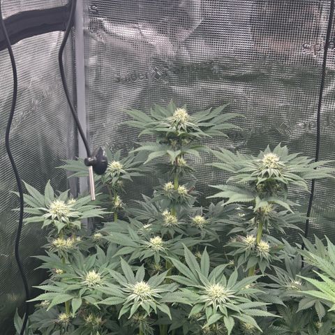 Lemon Orange 🍊 Super Lemon Haze x Clementine growlog timeline photo