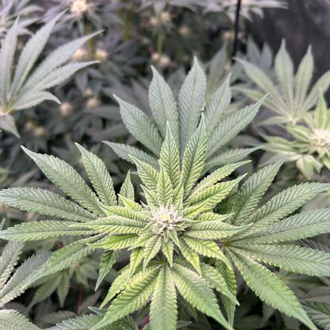 Persian Pie growlog timeline photo