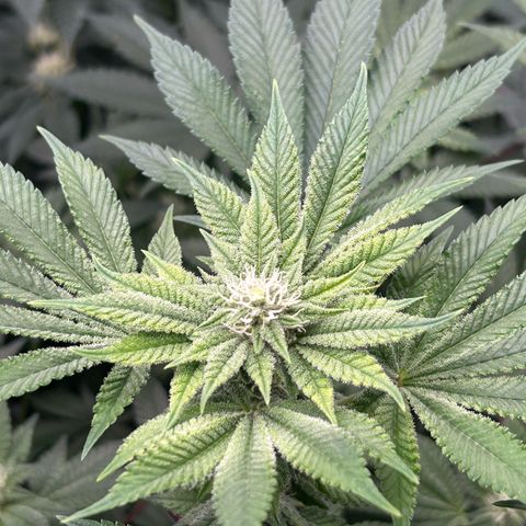 Persian Pie growlog timeline photo