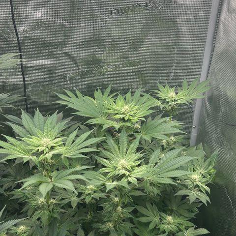 Persian Pie growlog timeline photo
