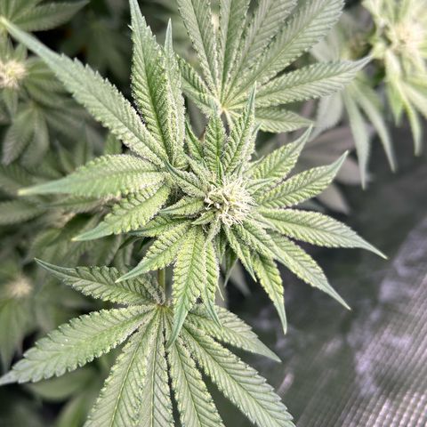 Persian Pie growlog timeline photo