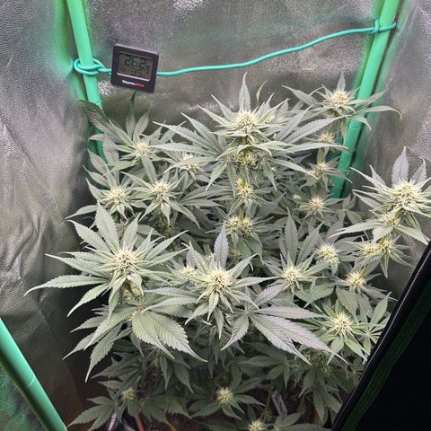 Dark Phoenix growlog timeline photo