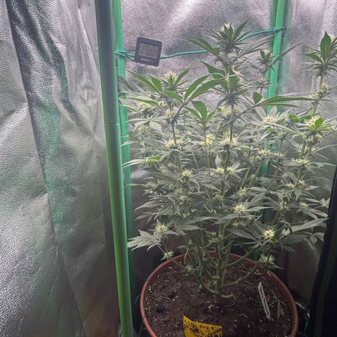 Dark Phoenix growlog timeline photo