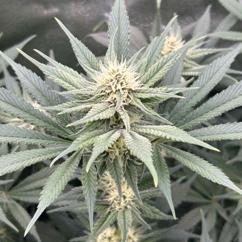 Dark Phoenix growlog timeline photo